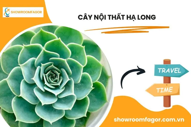 Cây Nội Thất Hạ Long