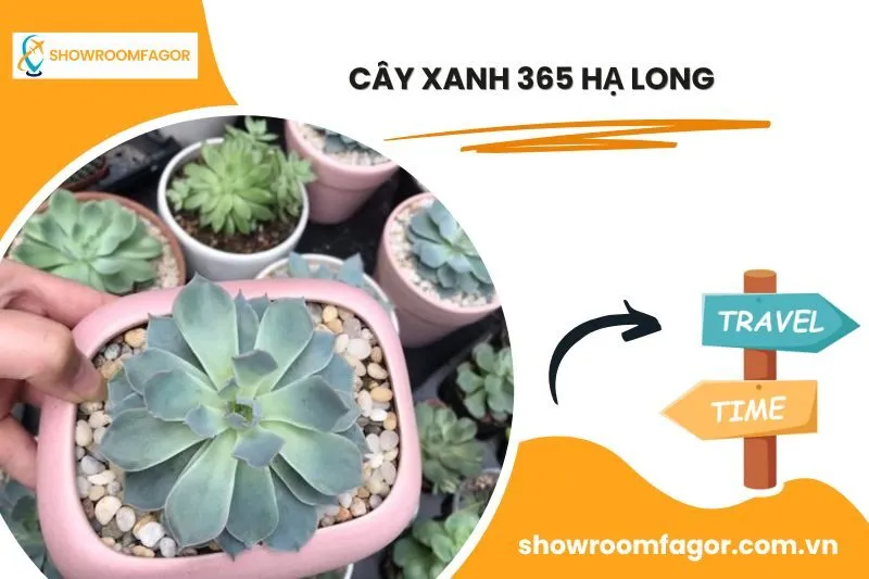 Cây Xanh 365 Hạ Long